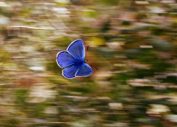 Blue butterfly against a blurred background